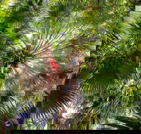 Depot Beach Rainforest Walk - Accommodation Ballina