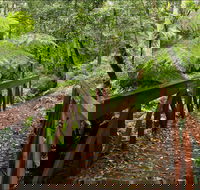 Goodenia Rainforest Walking Track - Accommodation Ballina