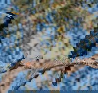 Greenough River Nature Trail - Accommodation Ballina