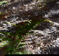 Langwarrin Flora and Fauna Reserve Walking Trails - Accommodation Ballina