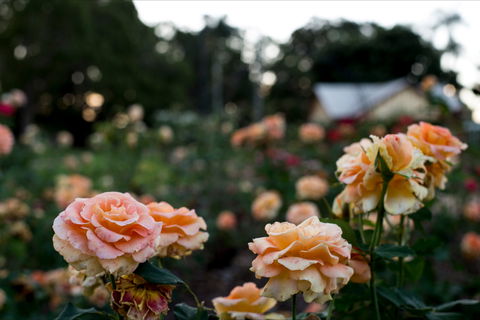 Newtown Park State Rose Garden - Accommodation Ballina 0