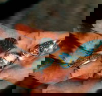 Opalton - Accommodation Ballina