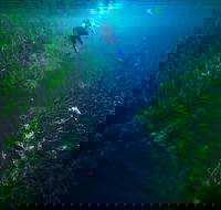 Piccaninnie Ponds Conservation Park - Accommodation Ballina