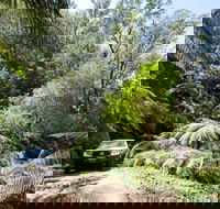 Wadbilliga Road drive - Accommodation Ballina