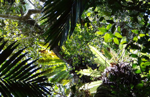 Byrrill Creek Walking Track - Accommodation Ballina 0
