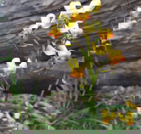 Dawn Atwell Nature Reserve - Accommodation Ballina