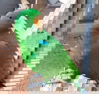 Eyre Reptile  Wildlife Park - Accommodation Ballina