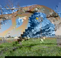 Greenough Leaning Trees - Accommodation Ballina