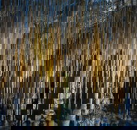 Hastings Caves and Thermal Springs - Accommodation Ballina