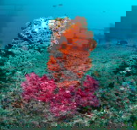 HMAS Brisbane Dive Site - Accommodation Ballina