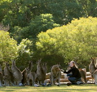 Lone Pine Koala Sanctuary - Accommodation Ballina