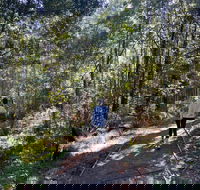 Lyrebird Circuit Walk - Accommodation Ballina