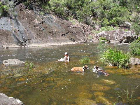 Mount Boss State Forest - Accommodation Ballina 0