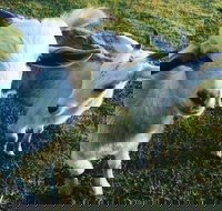 Splitters Farm - Accommodation Ballina