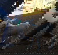 Taralga Wildlife Park - Accommodation Ballina