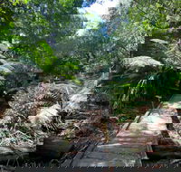 Wirrawilla Rainforest Walk - Accommodation Ballina