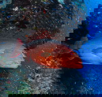 Anchor Bommie Dive Site - Accommodation Ballina