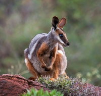 Arkaroola Wilderness Sanctuary