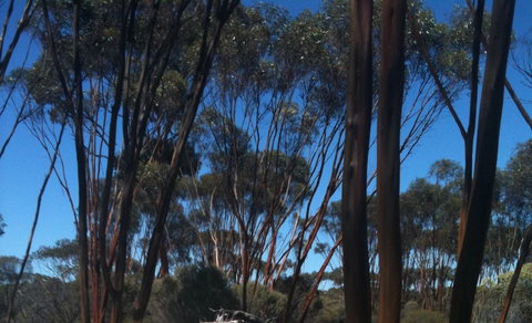 Boorabbin National Park - Accommodation Ballina 0