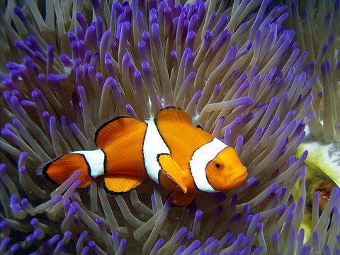 Reef HQ Aquarium - Accommodation Ballina 1