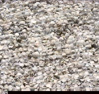 Shell Beach - Accommodation Ballina