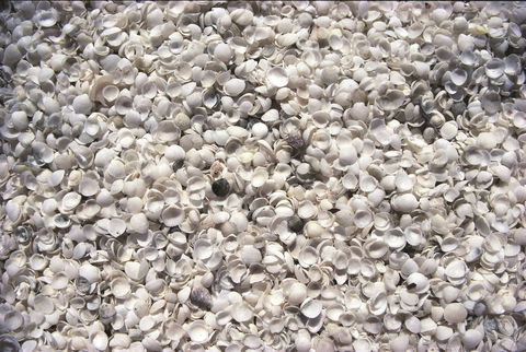 Shell Beach - Accommodation Ballina 0