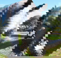 Tailem Bend Rhino Park and Dickson Reserve - Accommodation Ballina