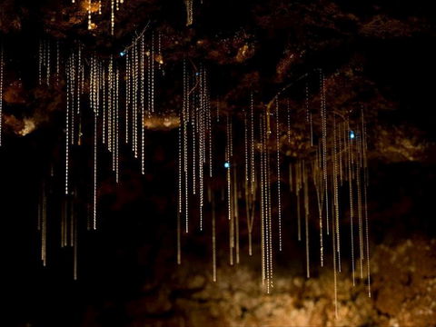 Tamborine Mountain Glow Worm Tours - Accommodation Ballina 0