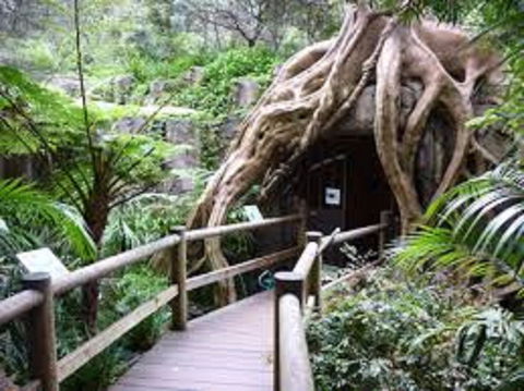 Tamborine Mountain Glow Worm Tours - Accommodation Ballina 2
