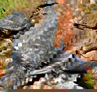 Thunderbolt's Statue and Constable Walker Memorial - Accommodation Ballina