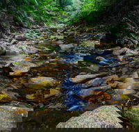 Willi Willi National Park - Accommodation Ballina