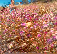 Wineries and Wildflowers - Accommodation Ballina
