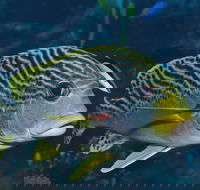 Beaver Reef Dive Site - Accommodation Ballina