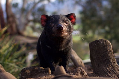 Bonorong Wildlife Sanctuary - Accommodation Ballina 0