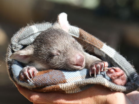 Bonorong Wildlife Sanctuary - Accommodation Ballina 2