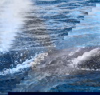 Bremer Bay Canyon - Accommodation Ballina