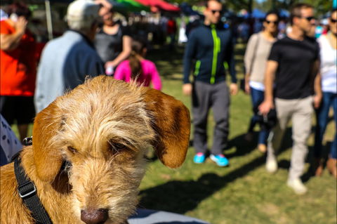 Burleigh Art And Craft Markets - Accommodation Ballina 2