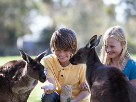 Cleland Wildlife Park - Accommodation Ballina 1