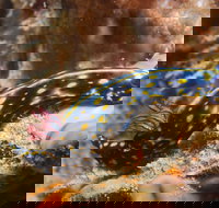 Cochrane Artificial Reef Dive Site - Accommodation Ballina