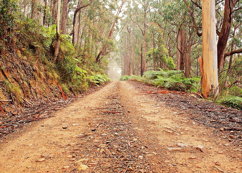 Cycle Mogo State Forest - Accommodation Ballina 1