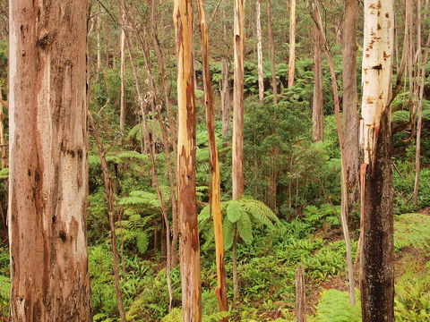 Cycle Mogo State Forest - Accommodation Ballina 2