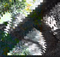 Daisy Hill - Accommodation Ballina