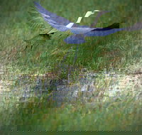 Germein Reserve - Accommodation Ballina