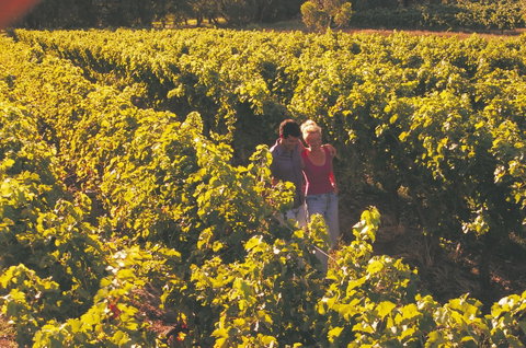 Margaret River Certified Organic And Biodynamic Wine Trail - Accommodation Ballina 2