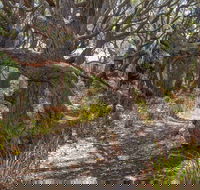 Middle Lagoon Walking Track - Accommodation Ballina