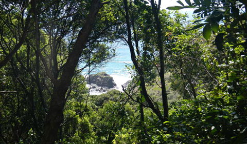 Rainforest Walking Track, Hat Head National Park - Accommodation Ballina 0