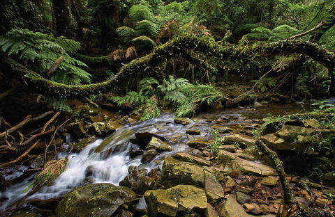 Budderoo National Park - Accommodation Ballina 0