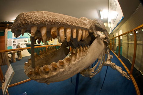 Eden Killer Whale Museum - Accommodation Ballina 0