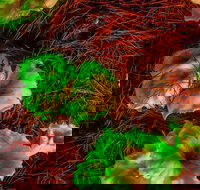 Ghost Mushroom Lane - Accommodation Ballina