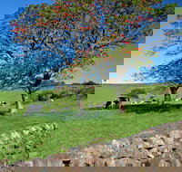 Historic Dry Stone Walls Kiama - Accommodation Ballina